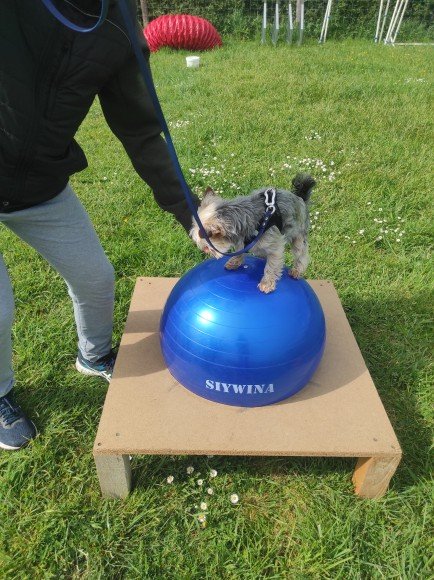 Sylvie Bonneau - Éducateur canin - photo 3