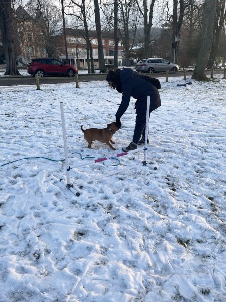 Jade éducation canine - photo 3