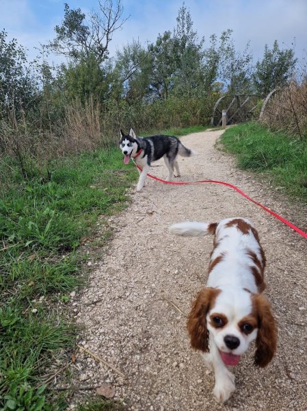 Taonimo - Éducateur et comportementaliste canin - Toulon - photo 2