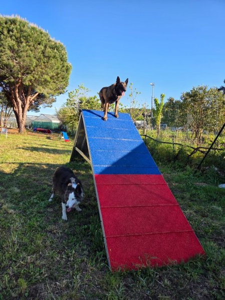 Taonimo - Éducateur et comportementaliste canin - Toulon - photo 3