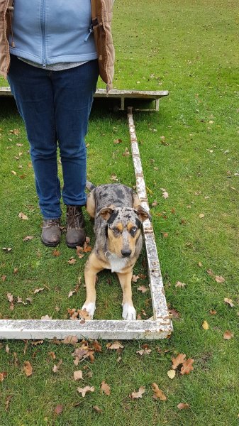 Cercle Canin Charolais - photo 2