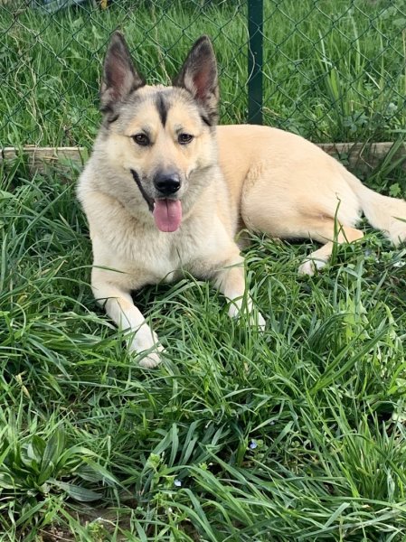 md éducation canine - photo 2