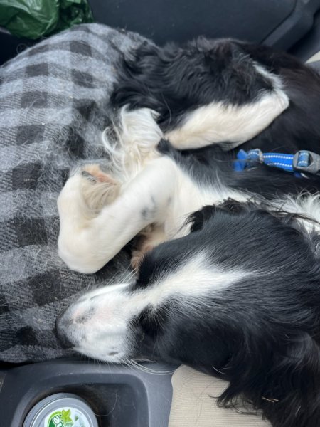 md éducation canine - photo 3