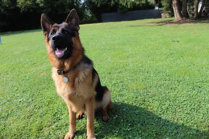 Tête et truffe Educateur canin - photo 1