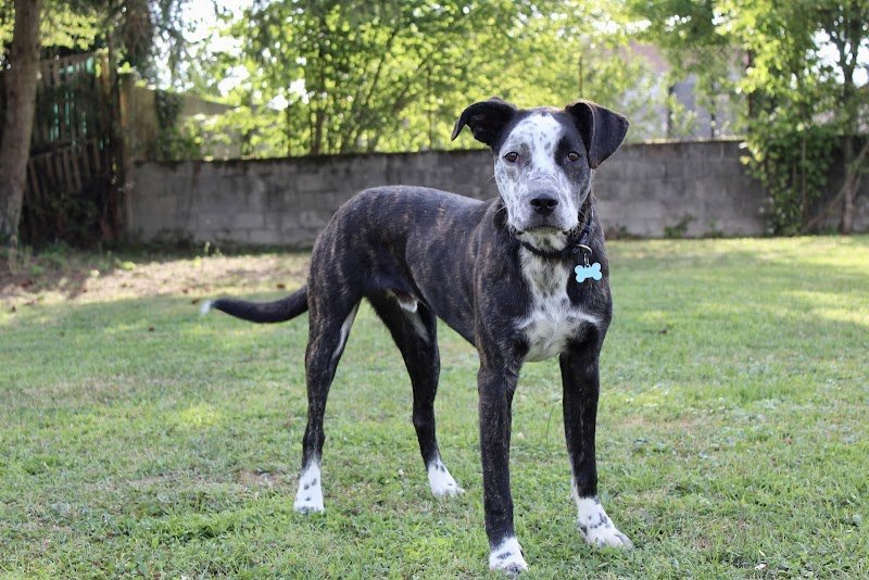 Tête et truffe Educateur canin - photo 2