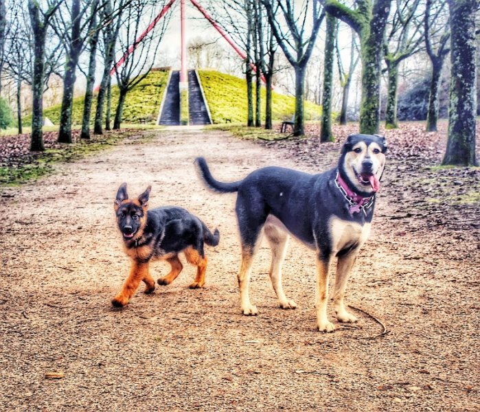 Tête et truffe Educateur canin - photo 3