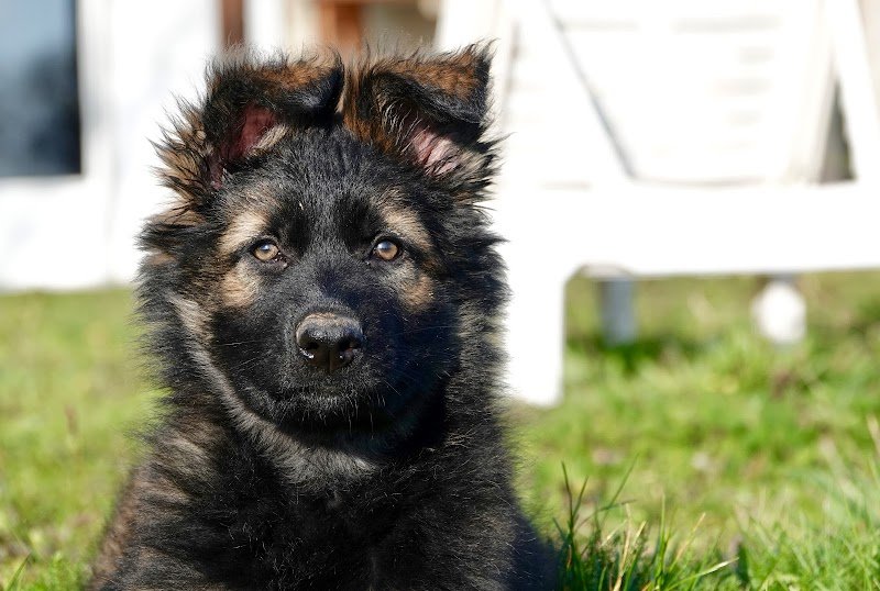 Symbiose Canine Tessa Irasque