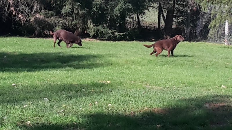 Auberge Canine et Feline des Perreaux
