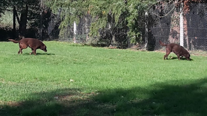 Auberge Canine et Feline des Perreaux - photo 2