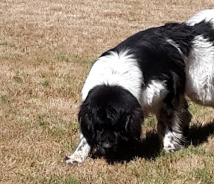 Auberge Canine et Feline des Perreaux - photo 3