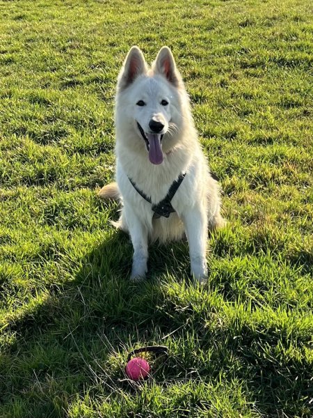 Liberté Canine | Centre d’Éducation et Pension Canine - photo 1