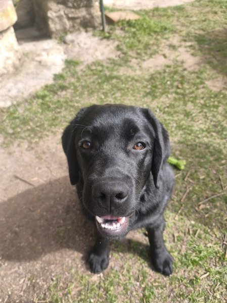 Murmures de chien - photo 2