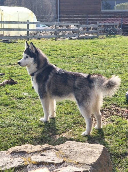 Murmures de chien - photo 3