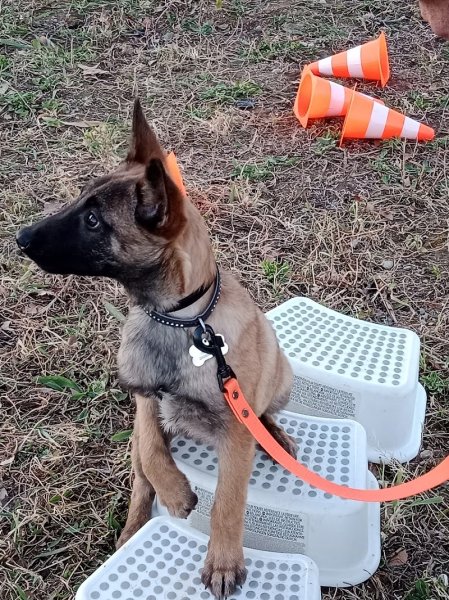 Ty Skol Canin Educateur canin et comportementaliste