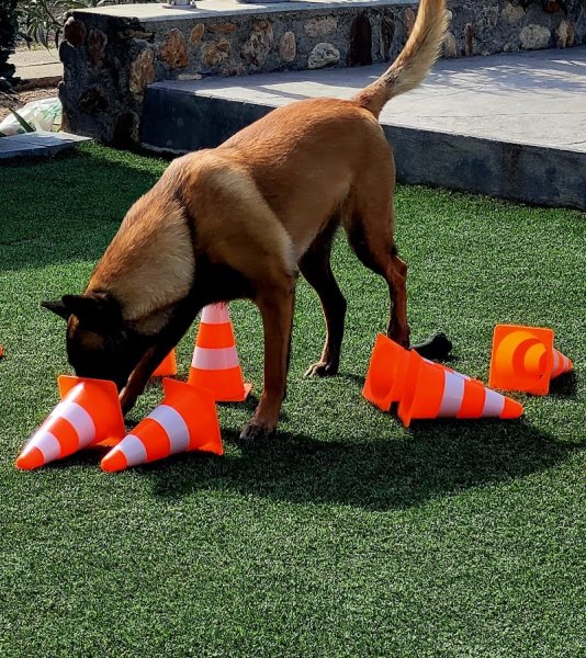 Ty Skol Canin Educateur canin et comportementaliste - photo 2