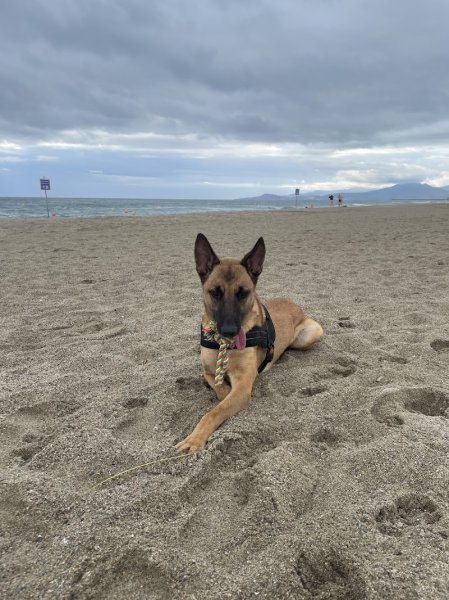 Ty Skol Canin Educateur canin et comportementaliste - photo 3