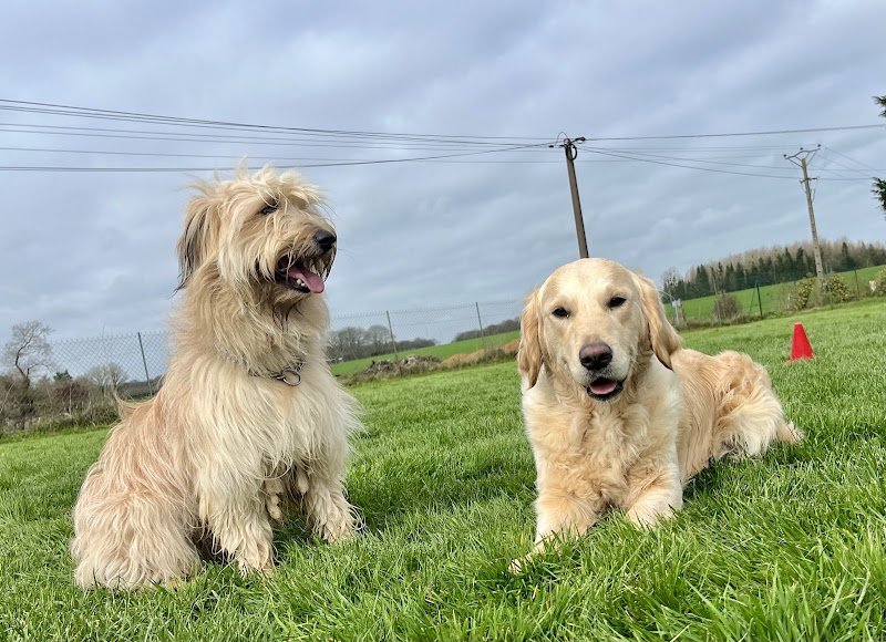 EDUCAGIL, éducateur canin, comportementaliste canin, agility dog, Èlevage canin - photo 2