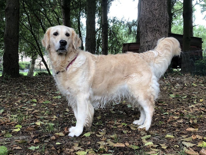 EDUCAGIL, éducateur canin, comportementaliste canin, agility dog, Èlevage canin - photo 3