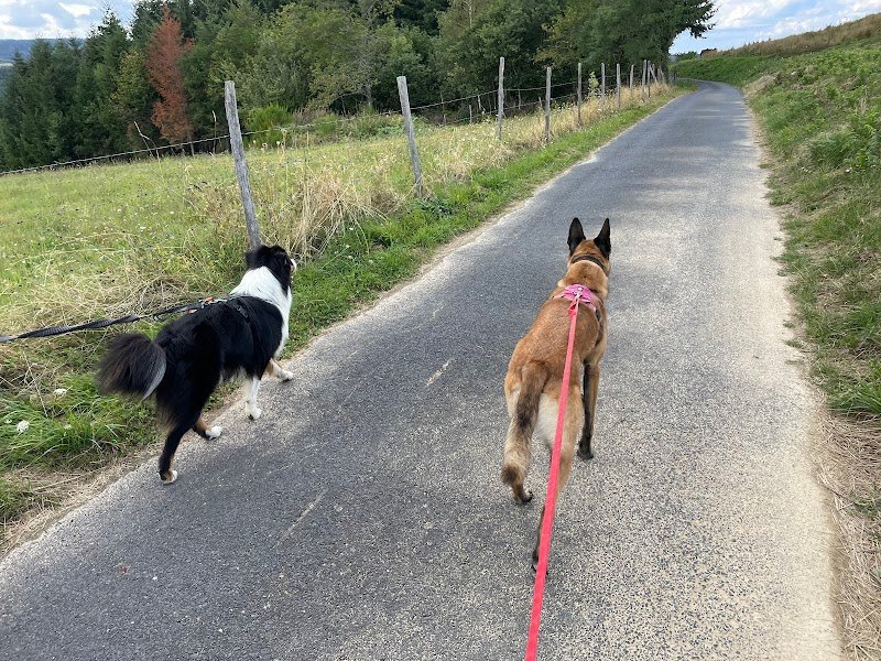 Octa Caninae Education canine - photo 2