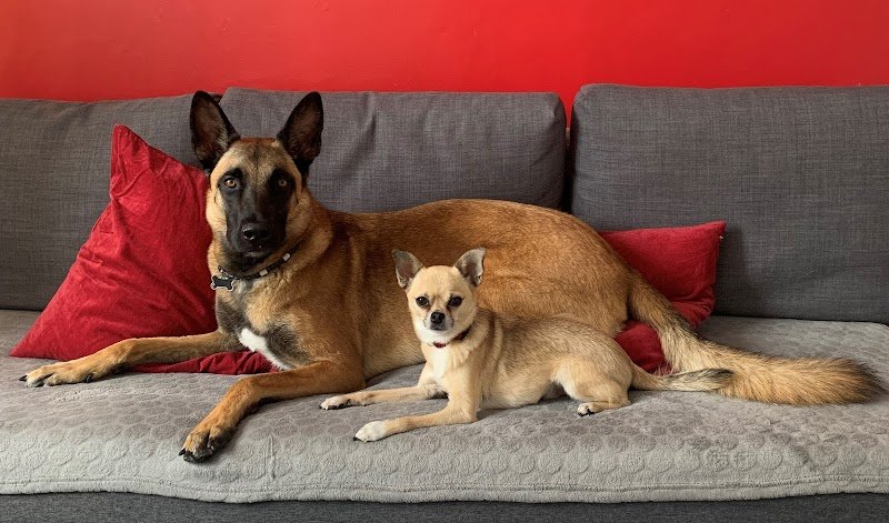 Octa Caninae Education canine - photo 3