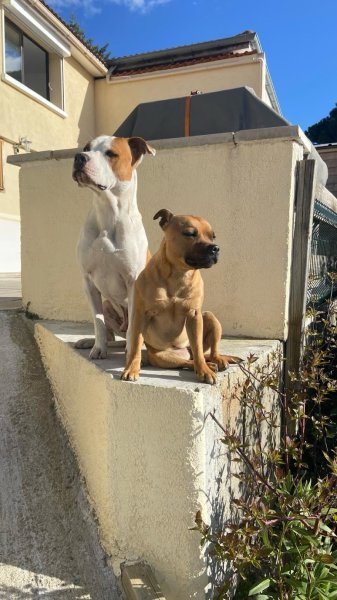 Auberge Canine - photo 2