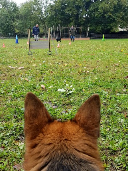 Education canine Passion Chien 23