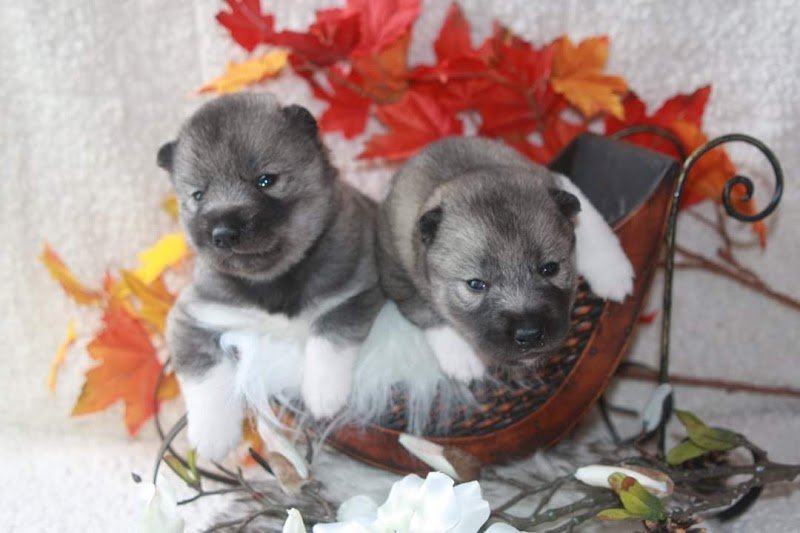 Elevage Legendary's Reborn (Husky Siberien LOF) - Pension Canine Féline et NAC " Chez Tata Lulu"