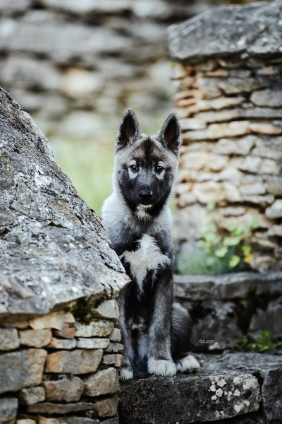 Elevage Legendary's Reborn (Husky Siberien LOF) - Pension Canine Féline et NAC " Chez Tata Lulu" - photo 3