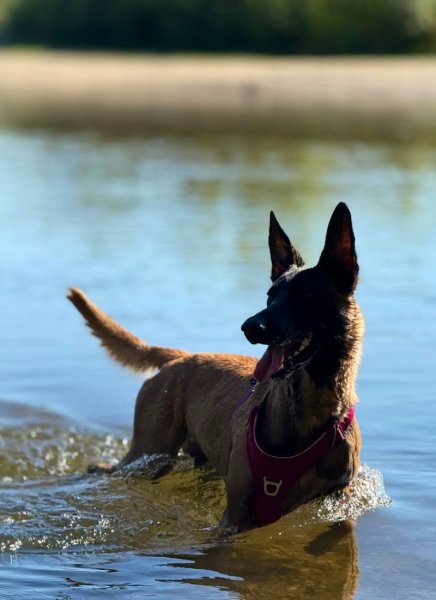 Trybalka (Éducation et Loisirs Canins) - photo 1