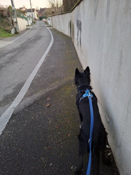 Trybalka (Éducation et Loisirs Canins) - photo 2