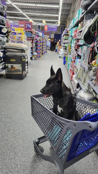 Trybalka (Éducation et Loisirs Canins) - photo 3