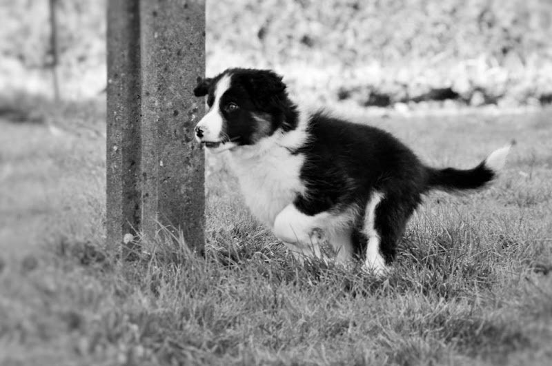 Jenny Educanine - photo 3