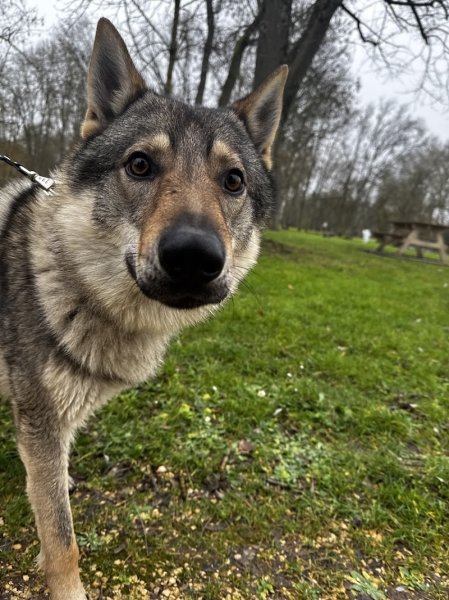 CANEM - Berry - Éducation Canine