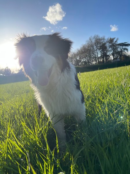 CANEM - Berry - Éducation Canine - photo 2