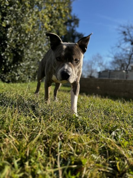 CANEM - Berry - Éducation Canine - photo 3