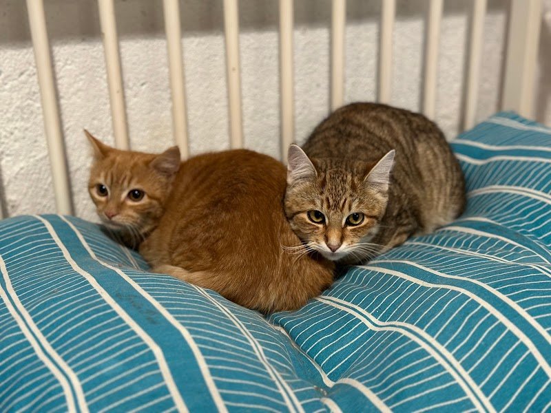 Pension canine et féline du domaine des Flèches d’Artémis - photo 2