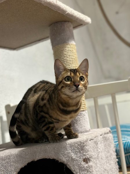 Pension canine et féline du domaine des Flèches d’Artémis - photo 3