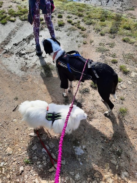 Passion Animaux 58 /18 educateur canin ,pension canine et féline
