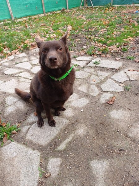 Passion Animaux 58 /18 educateur canin ,pension canine et féline - photo 2