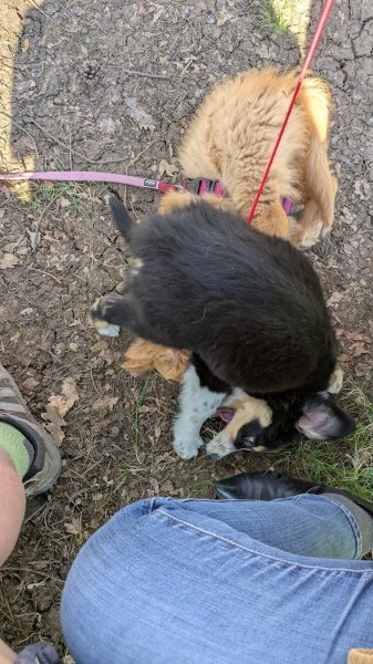 Le Club Canin Berruyer - photo 2