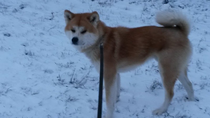 Pension Canine Le Domaine de Myrtille - photo 2