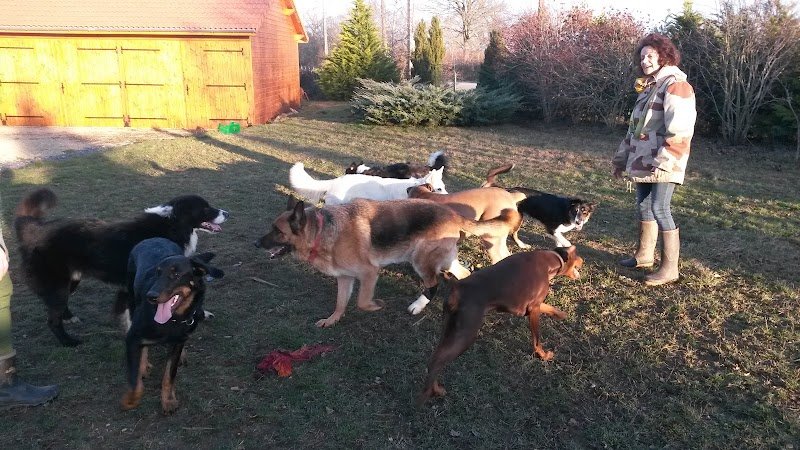 Pension Canine Le Domaine de Myrtille - photo 3