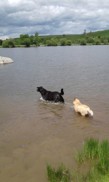 Com-Com Dog "Comprendre-Communiquer avec son chien" éducation canine - photo 1