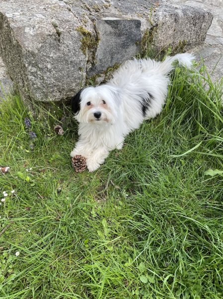 Com-Com Dog "Comprendre-Communiquer avec son chien" éducation canine - photo 2