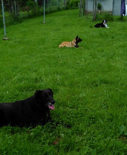 Com-Com Dog "Comprendre-Communiquer avec son chien" éducation canine - photo 3