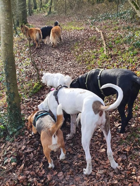 Bray Bocage coach canin - photo 2