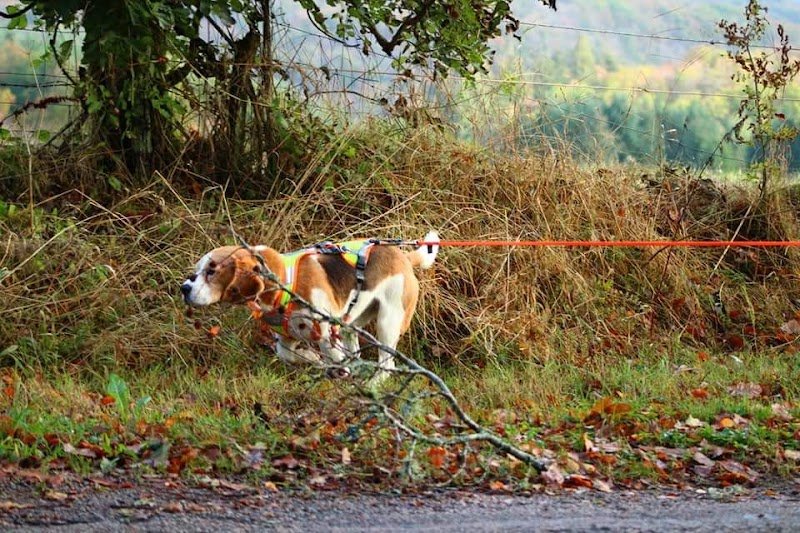 Bray Bocage coach canin - photo 3