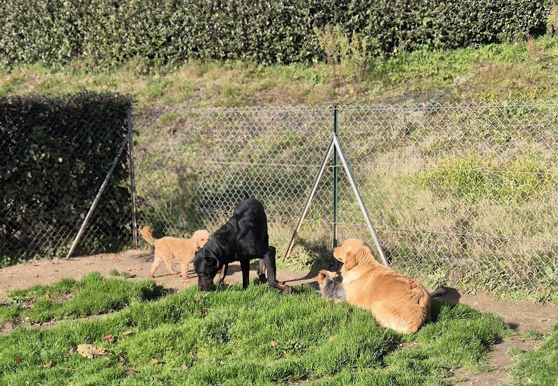 Pension canine de la vallée de la creuse