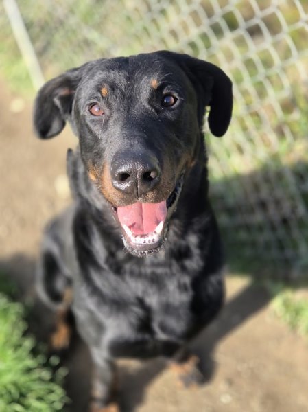 Pension canine de la vallée de la creuse - photo 2