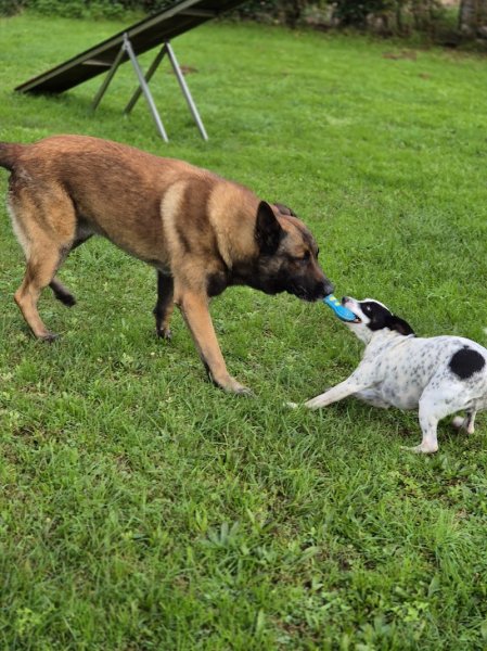 Pension canine de la vallée de la creuse - photo 3
